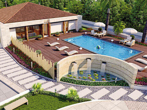 Olive exotica